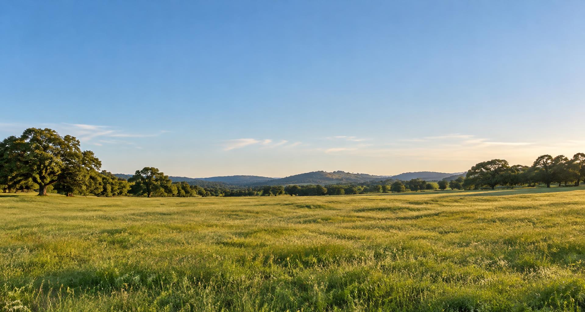 Sunlit open meadow with mature trees and gentle rolling hills